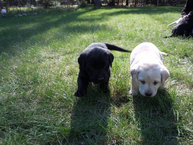 Pigeon River Labrador Puppies